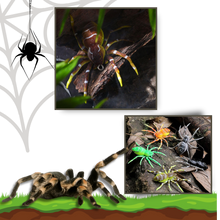 Carica l'immagine nel visualizzatore di Gallery, Esche ragno a movimento naturale - Ozerty