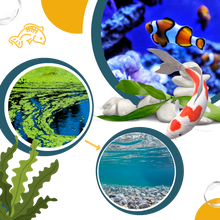 Carica l'immagine nel visualizzatore di Gallery, Alghicida preventivo per acquari - Ozerty