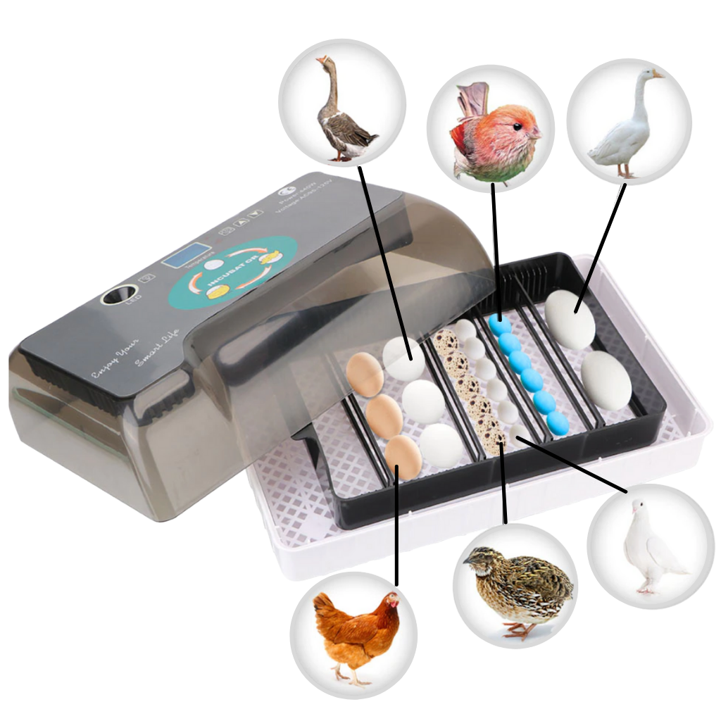 Incubatrice automatica digitale per uova - Ozayti