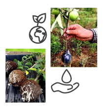 Carica l'immagine nel visualizzatore di Gallery, Confezione da 3 scatole per piante a stratificazione aerea - Ozerty
