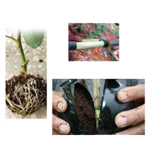 Carica l'immagine nel visualizzatore di Gallery, Confezione da 3 scatole per piante a stratificazione aerea - Ozerty
