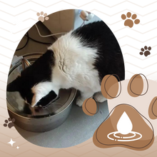 Carica l'immagine nel visualizzatore di Gallery, Fontana per gatti di grande capacità - Ozerty

