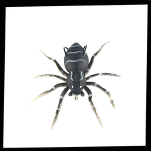 Carica l'immagine nel visualizzatore di Gallery, Esche ragno a movimento naturale - Ozerty
