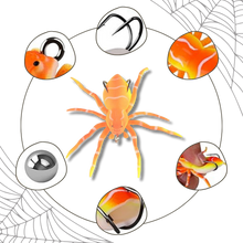 Carica l'immagine nel visualizzatore di Gallery, Esche ragno a movimento naturale - Ozerty
