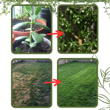Carica l&#39;immagine nel visualizzatore di Gallery, Attivatore del suolo con nutrienti organici - Ozerty
